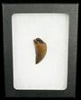 Quality Nanotyrannus Tooth - South Dakota #4542-2
